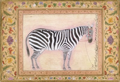 Zebra, from the 